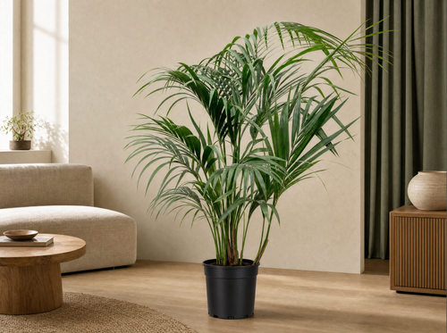 Kentia palm - 180cm - ⌀21 -25 - interieur