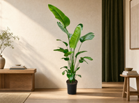 Strelitzia Nicolai - 180-200 cm - ø25-30