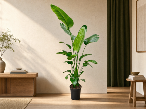 Strelitzia Nicolai - 180-200 cm - ø25-30 - interieur