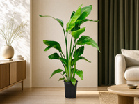 Strelitzia Nicolai - 70-100 cm - ø17