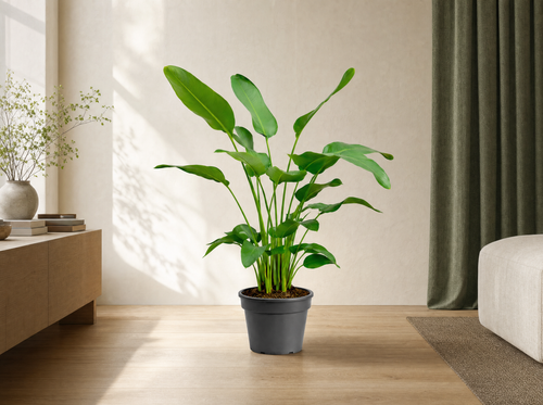 Strelitzia Nicolai - 170 cm - ⌀24 - interieur