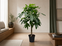 Pachira Aquatica - 150 cm - ø27