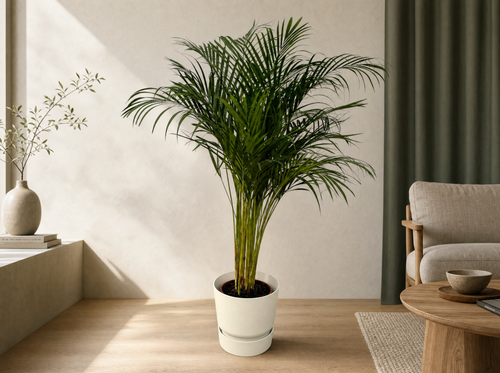 Areca palm - ↨130cm - Ø24cm inclusief elho Greenville Round wit D30xH28 - interieur