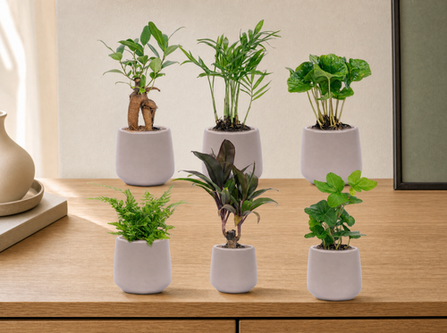 Mini planten set 6 - Inclusief 6x pot Joey grijs mat - interieur