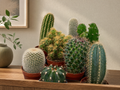 Cactus Set van 6 in Keramische Mini Potjes Madrid - ↑ 8–12 cm - interieur