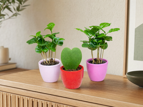 Plant set van 3 met mini pot - Love - Coffea Arabica - roze/rood - Ø 6 cm - interieur