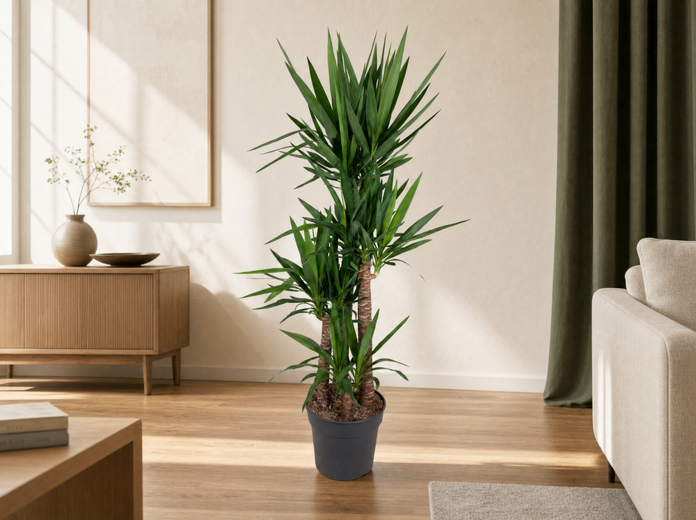 Yucca Elephantipes 180cm in japandi-woonkamer