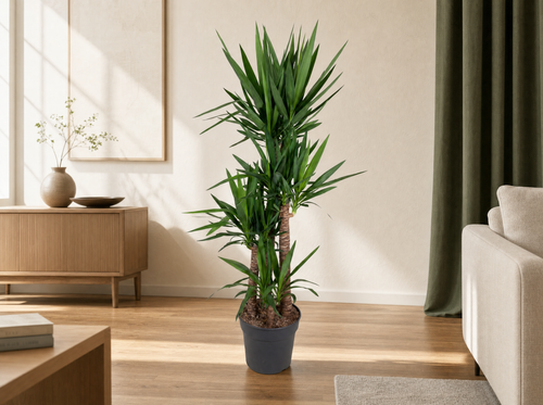 Yucca Elephantipes 180cm in japandi-woonkamer