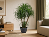 Beaucarnea multi stam - 130cm
