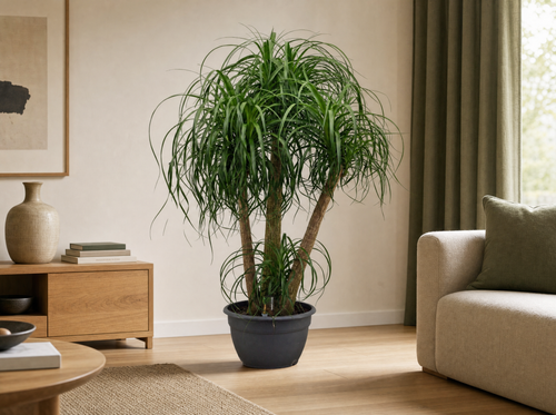 Beaucarnea in japandi-woonkamer