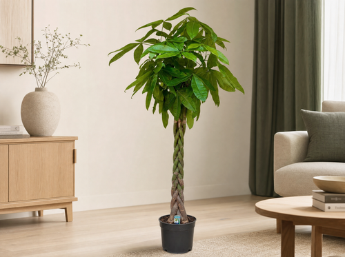 Pachira Aquatica in japandi-woonkamer