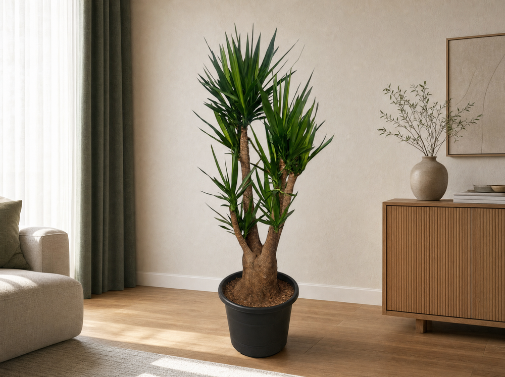 Yucca Elephantipes in japandi-woonkamer