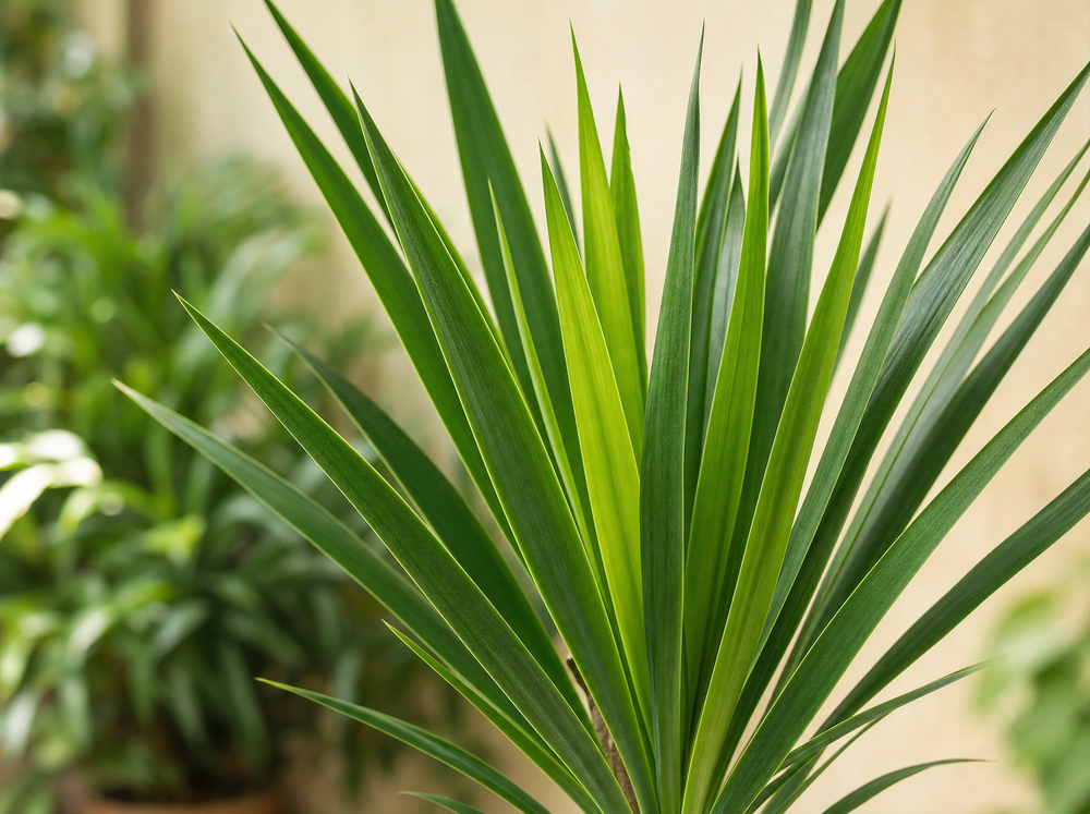 Yucca blad detail close-up