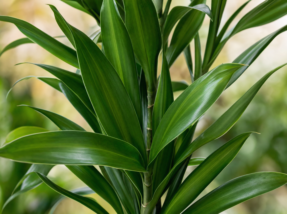 Dracaena Cintho blad close-up