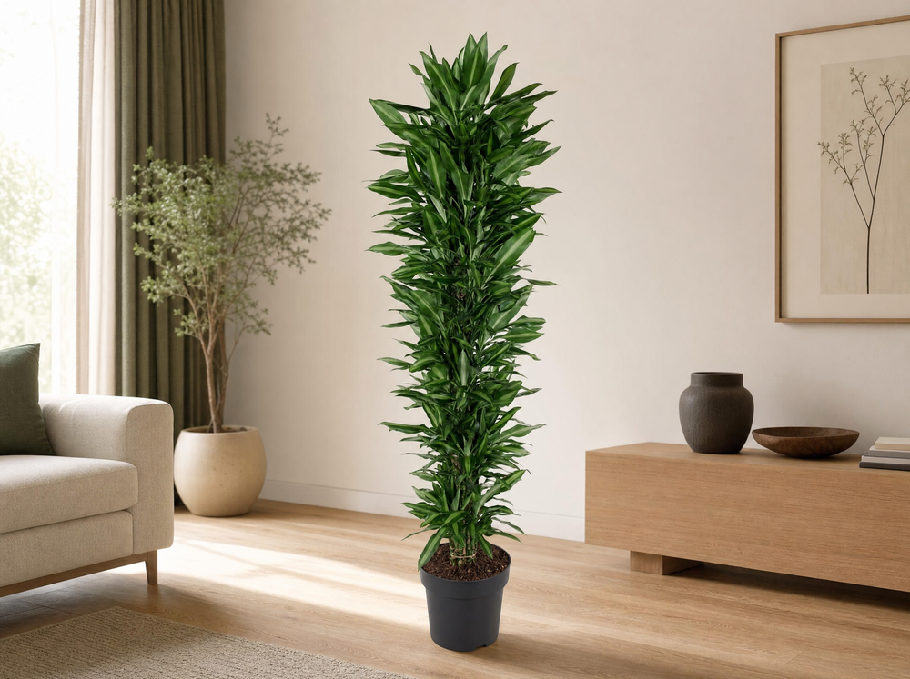 Dracaena Cintho in japandi-woonkamer