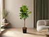 Ficus Lyrata boom - 180cm - ⌀30