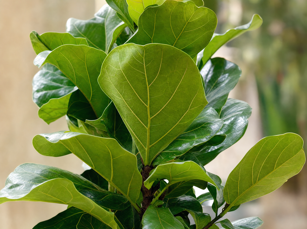 Ficus Lyrata boom - 180cm - ⌀30 - blad close-up