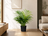 Dypsis Lutescens (Areca palm) 140 cm - ø21-24