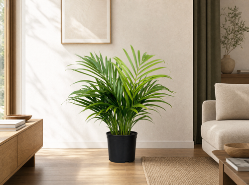 Dypsis Lutescens (Areca palm) 140 cm - ø21-24 - interieur