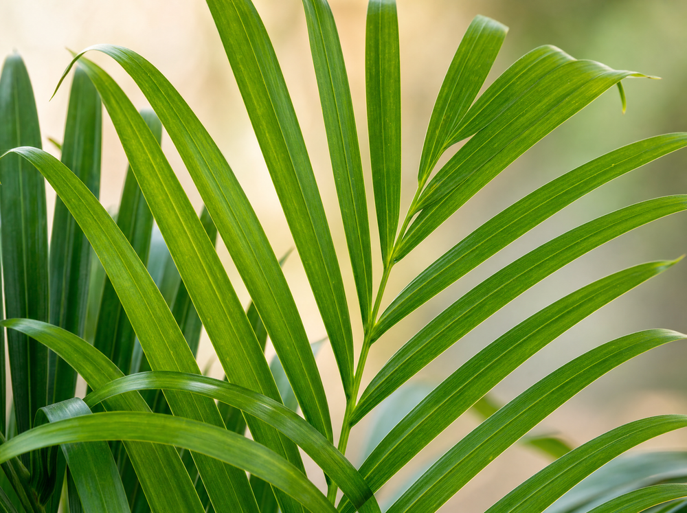 Dypsis Lutescens (Areca palm) 140 cm - ø21-24 - blad close-up