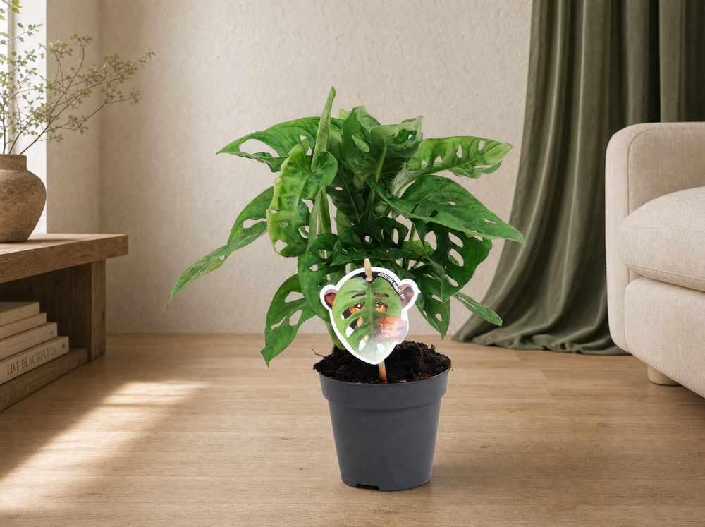 Monstera obliqua 'Monkey Leaf' - 25 cm - ø12 - interieur