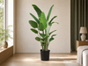 Voordeelpakket XXL - Kentia 200 cm, Strelitzia Nicolai 225 cm, Areca 200 cm