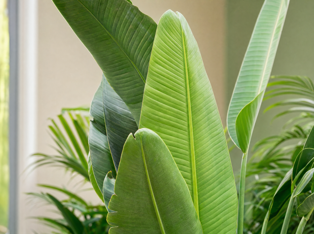 Voordeelpakket XXL - Kentia 200 cm, Strelitzia Nicolai 225 cm, Areca 200 cm - blad close-up