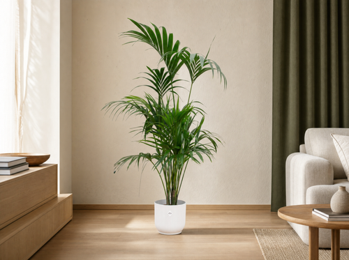 Combi deal - Kentia palm inclusief elho Vibes Fold Round wit Ø30 - 180 cm - interieur