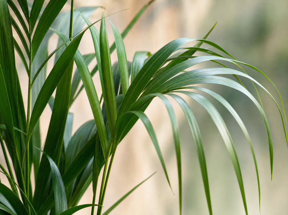 Combi deal - Kentia palm inclusief elho Vibes Fold Round wit Ø30 - 180 cm - blad close-up