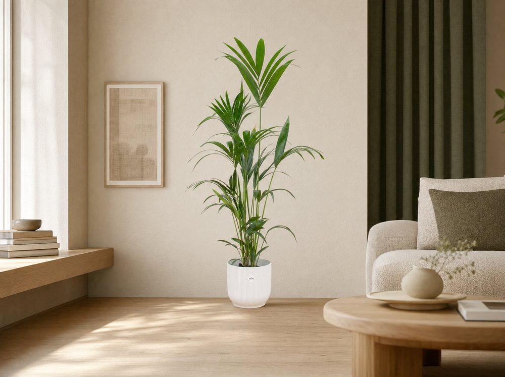 Combi deal - Kentia palm inclusief elho Vibes Fold Round wit Ø30 - 160 cm - interieur