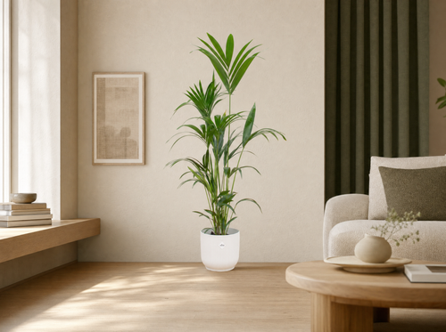 Combi deal - Kentia palm inclusief elho Vibes Fold Round wit Ø30 - 160 cm - interieur