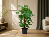 Monstera Deliciosa XXL - 140cm - ⌀27