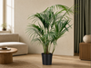 Kentia palm - 180cm - ⌀21 -25