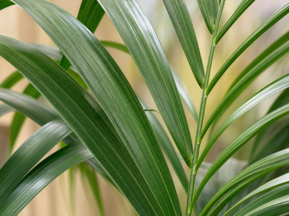 Kentia palm - 180cm - ⌀21 -25 - blad close-up