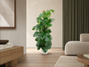 Combi deal - Monstera Pertusum XL inclusief elho Jazz Round wit Ø26 - 150 cm