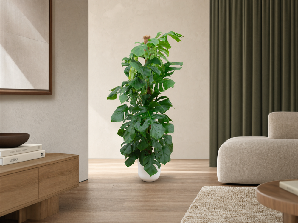 Combi deal - Monstera Pertusum XL inclusief elho Jazz Round wit Ø26 - 150 cm - interieur