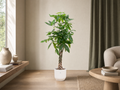 Pachira Aquatica met elho pot kopen — 150 cm — Plantora