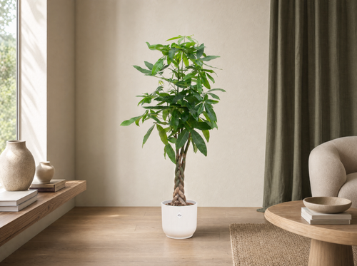 Combi deal - Pachira Aquatica inclusief elho Vibes Fold Round wit Ø30 - 150 cm - interieur