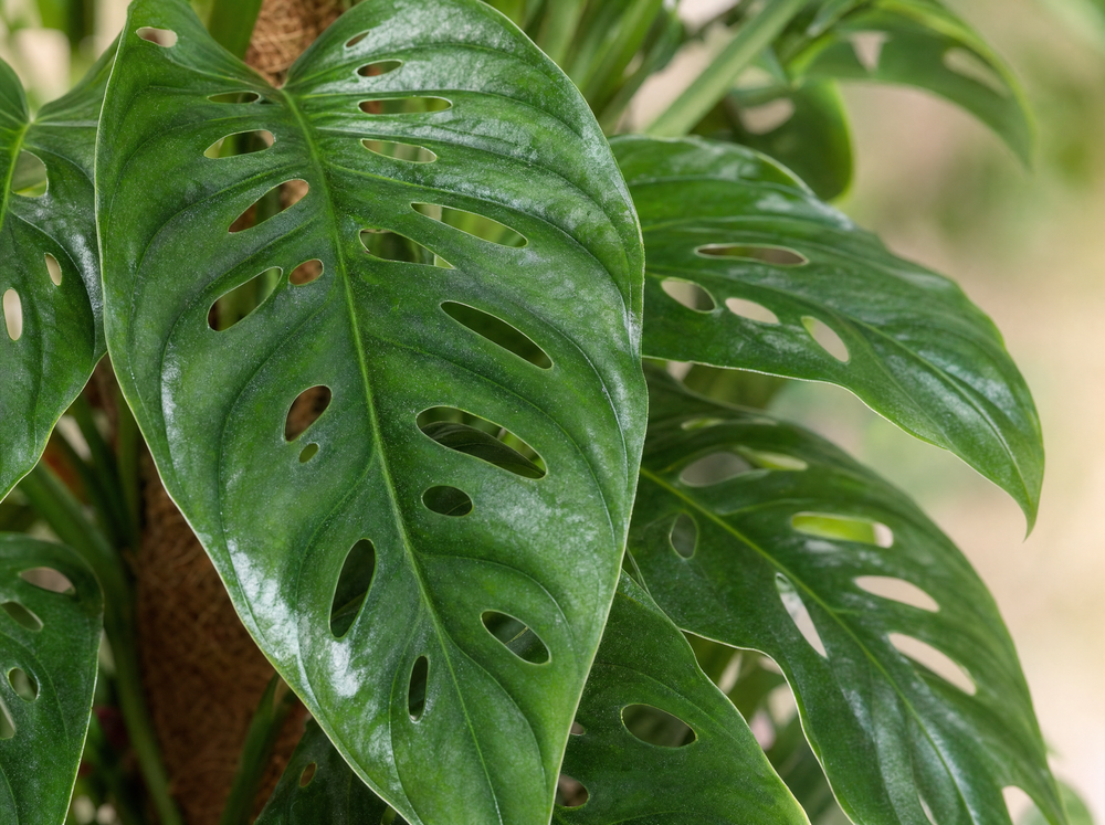 Monstera Monkey Leaf mosstok - 170 cm - ø27 - blad close-up
