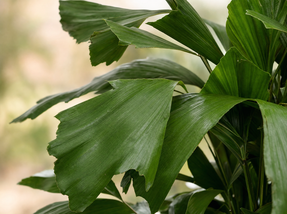 Caryota Mitis - 120 cm - Ø21cm - blad close-up