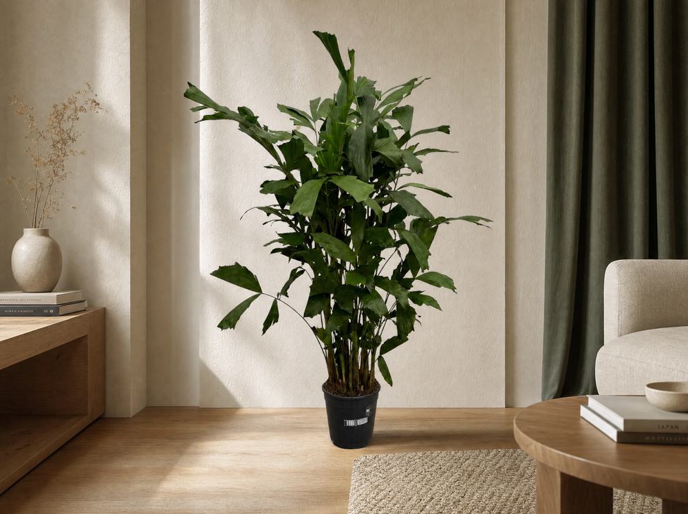 Caryota Mitis - 120 cm - Ø21cm - interieur