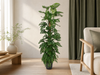 Monstera Monkey Leaf mosstok - 170 cm - ø27