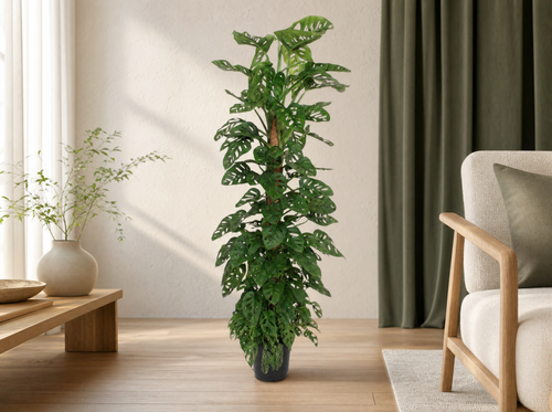 Monstera Monkey Leaf mosstok - 170 cm - ø27 - interieur
