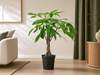 Pachira Aquatica - 110cm - ø21cm