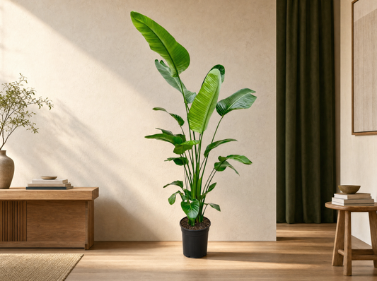 Strelitzia Nicolai - 180-200 cm - ø25-30 - interieur