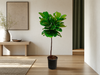 Ficus Lyrata stam - 130 cm - ø24