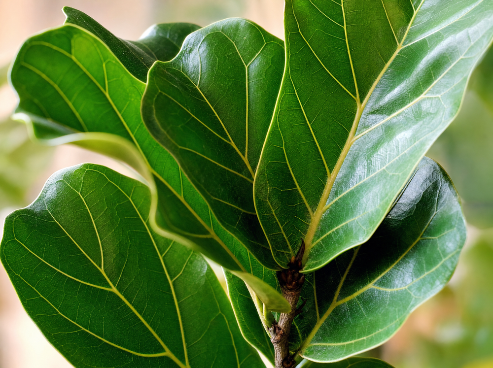 Ficus Lyrata stam - 130 cm - ø24 - blad close-up