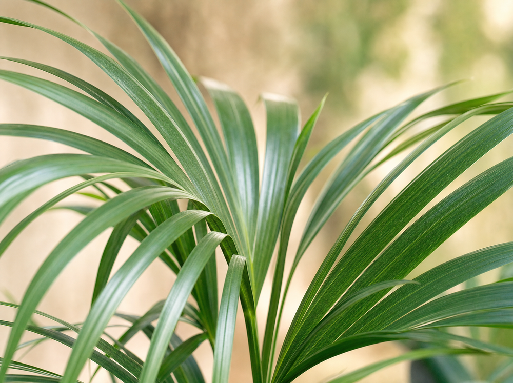 Kentia Palm - 200 cm - ø24-30cm - blad close-up