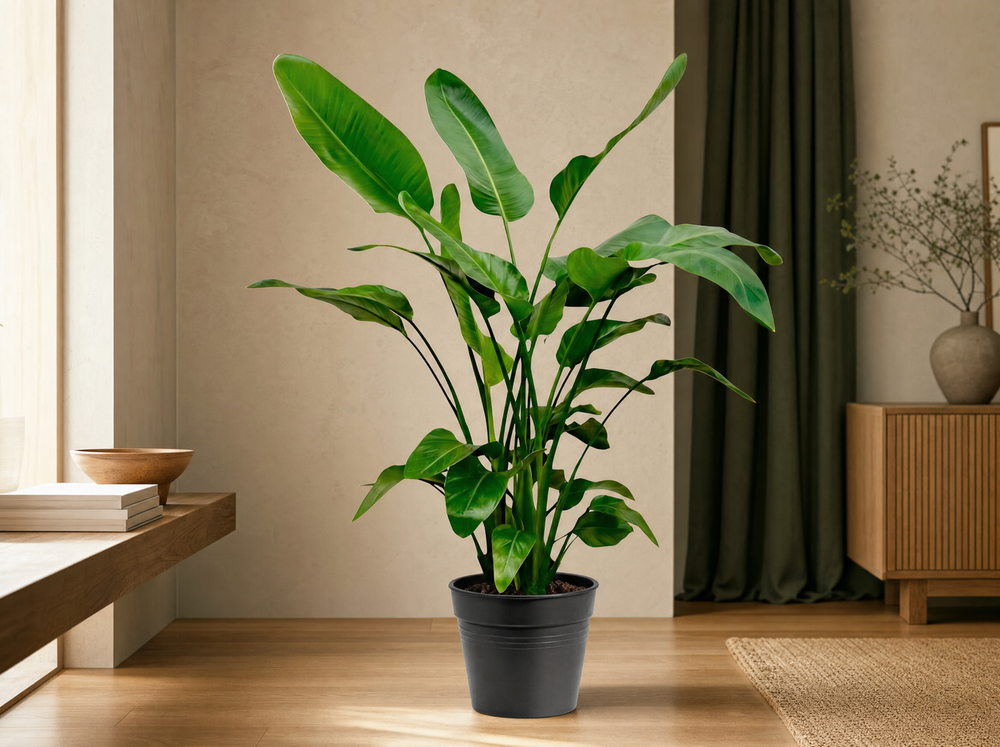 Strelitzia Nicolai - 150cm - Ø24 - interieur