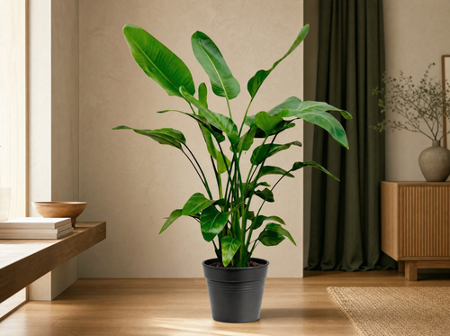 Strelitzia Nicolai - 150cm - Ø24 - interieur